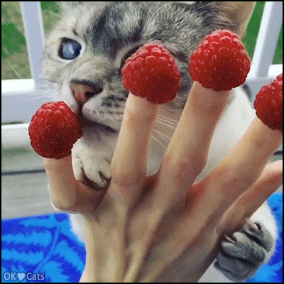 Funny Cat GIF • Amazing vegan cat eating delicious raspberries on Mom's fingers The cutest raspberry-eating cat [cat-gifs.com]