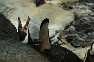 Oceanario-Parques das Naçoes-Lisbonne-Portugal