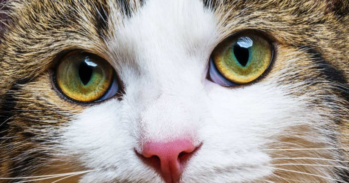 ما هو الجفن الثالث في القطط وما هي أسباب بروزه