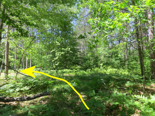 Freesoil Trailhead NCT and snowmobile trail