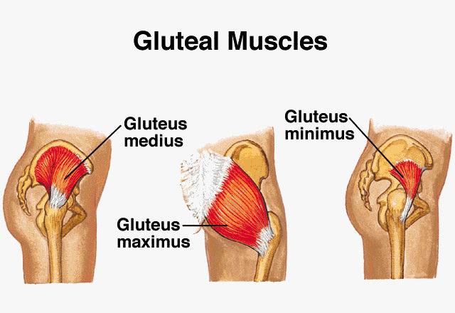 How to Activate Your Glute Muscles - InSync Physiotherapy