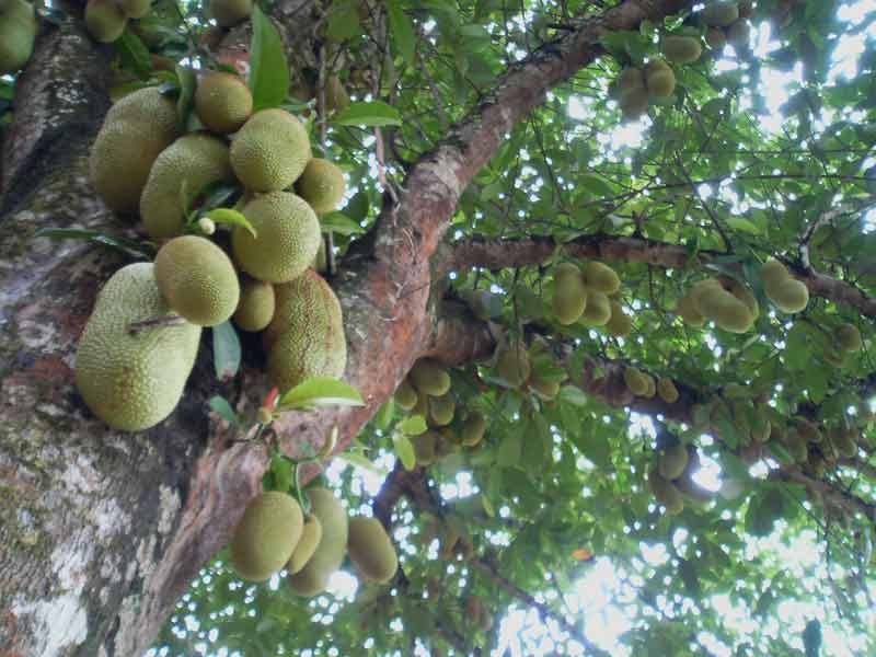 Tulislah ciri khusus dari pohon nangka