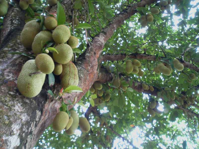 6 Ciri Ciri Pohon Cempedak 3 pohon cempedak