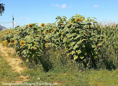 Strites' Orchard Farm Market in Harrisburg Pennsylvania - Picking Sunflowers