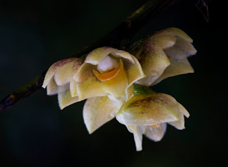 Dendrobium dantaniense Guill. Dendrobium dantaniense Guill.