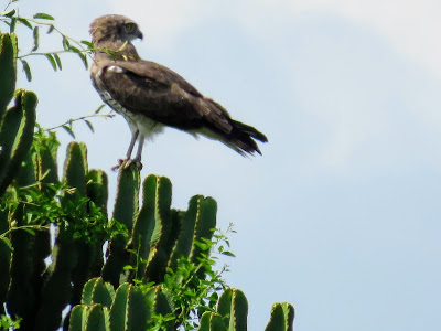 Ugandan Birds: Beaudoin's Snake Eagle