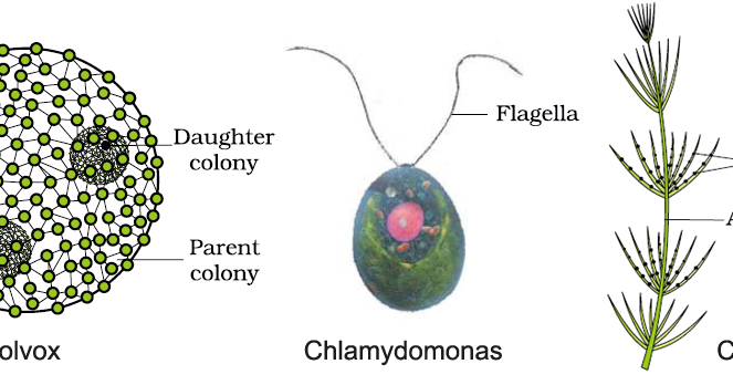 what is the basic classification of algae class 11