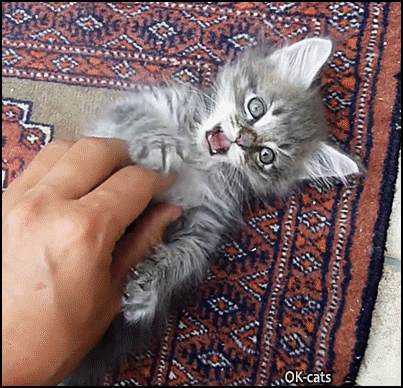 Cute Cat GIF • Funny ticklish kitten gently playing and biting owner's hand Cute Cat GIF • Funny ticklish kitten gently playing and biting owner's hand