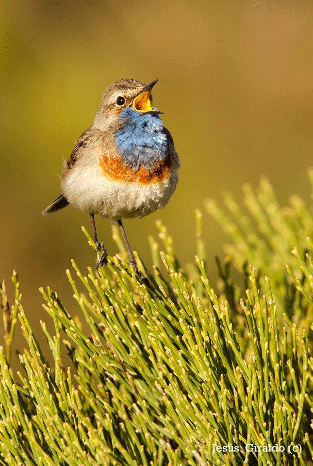 Pechiazul (luscinea svecica)