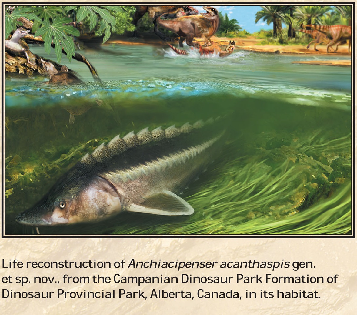 Species New to Science [PaleoIchthyology • 2018] Anchiacipenser