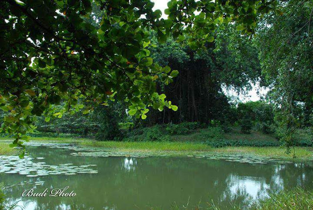 Telaga Sejuta Akar Bondo Jepara - SEKITAR PLTU