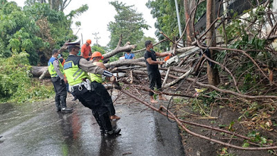 Satu Cafe di Kota Bitung Rusak Ditimpa Pohon Tumbang