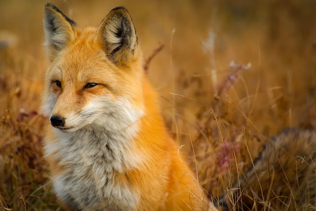 Be As Wise As A Fox In A Good Way, Living From Glory To Glory Blog