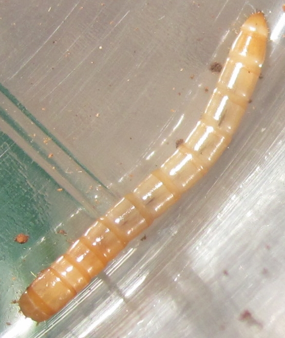 EleodestribulusLarva%25231.JPG