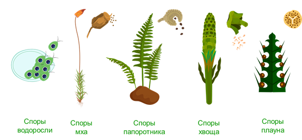 спорообразование у хвоща способ размножения. размножение мхов. размножение с помощью спор мхи. размножение мха кукушкин лен схема. спорообразование грибов и растений.