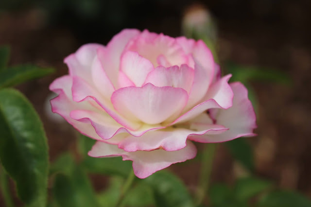 pink edged rose