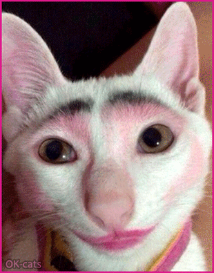 Art Cat GIF • Kiss me darling. Funny white cat with ugly makeup mainly lips, haha