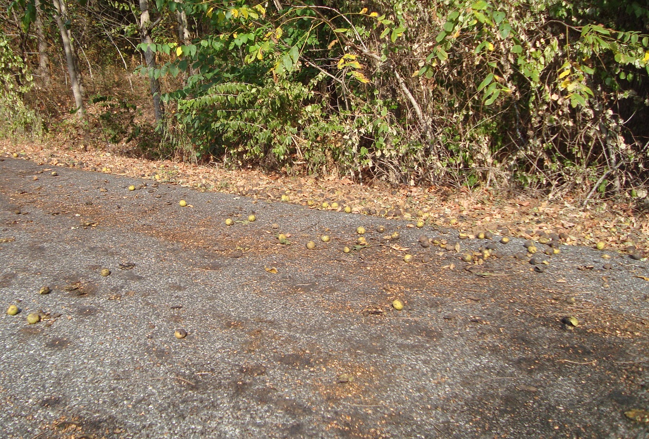 Saundra of Woodland Junction Black Walnut Season is Here