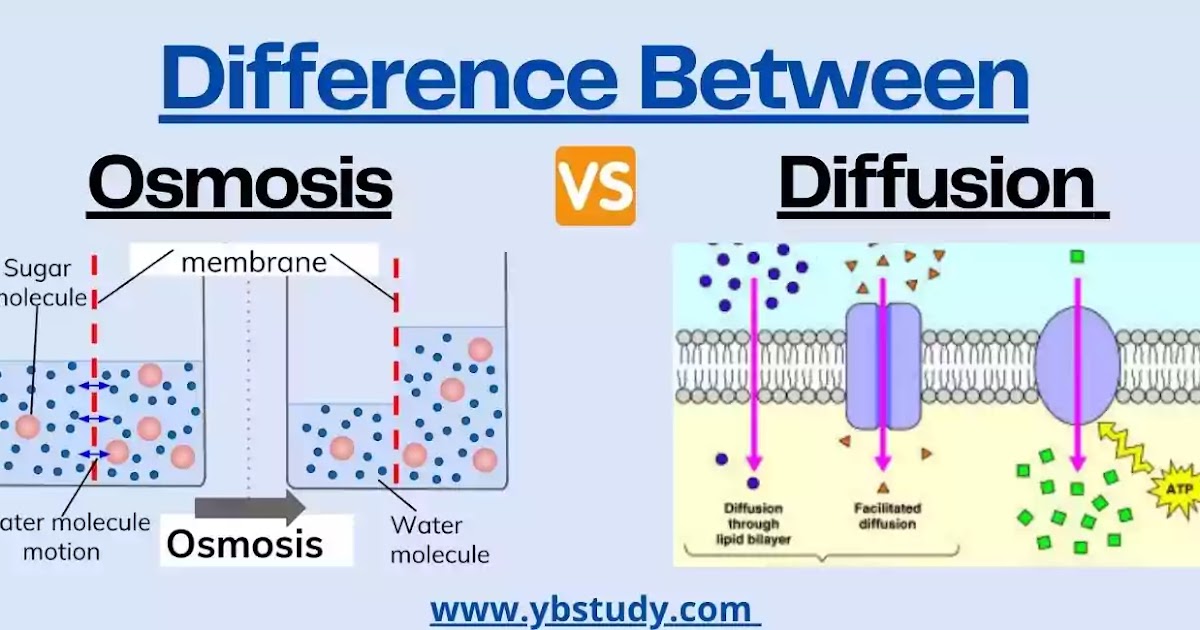 explain-the-similarities-and-differences-of-diffusion-and-osmosis