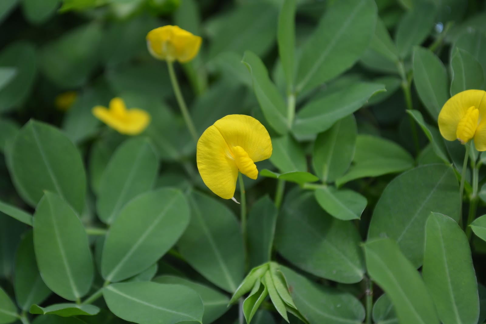 Kacang Hias Kacang Pintoi Arachis Golden Glory Arachis Pintoi Planter And Forester