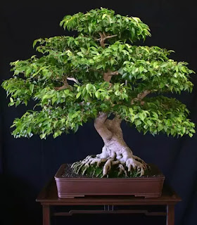  Ficus Benjamina Bonsai tree 