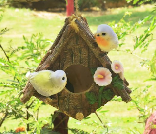 13+ Arti Mimpi Dikasih Burung Dalam Sangkar