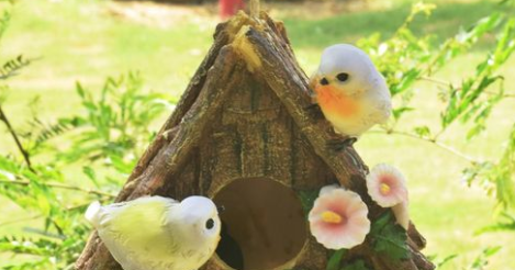 19+ Arti Mimpi Melihat Burung Dlm Sangkar