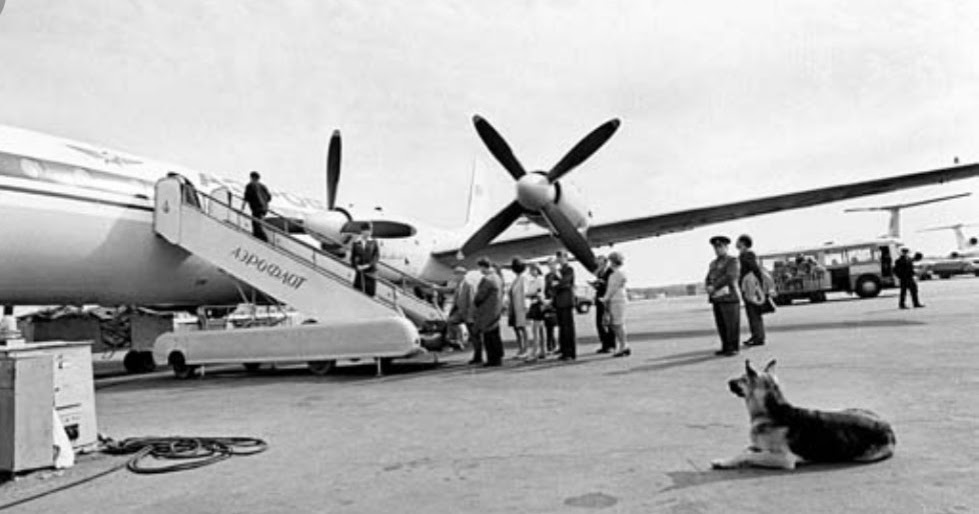 вера котляревская и пальма. собака которая ждала хозяина в аэропорту. собака ждала хозяина в аэропорту 2 года. овчарка в аэропорту. овчарка ждала хозяина в аэропорту 2 года.