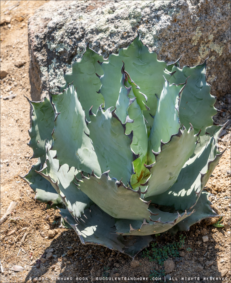 アガベ オアハカ オテロイ 実生 選抜株 (検チタノタ 清櫻 皇冠