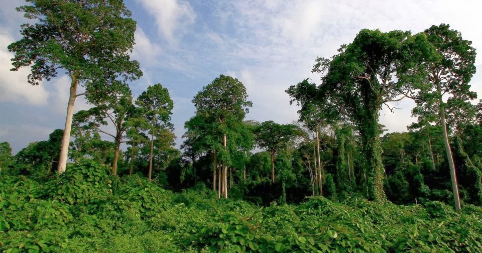 Sejarah Pengurusan Hutan di Indonesia