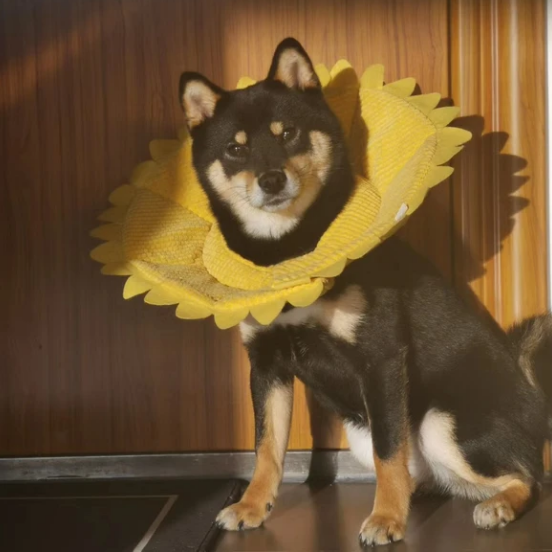 Should Dogs Wear Clothes?