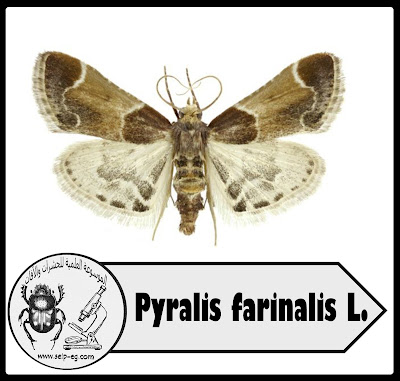 دودة الكسب (أو دودة الحبوب المدشوشة) Pyralis farinalis L.