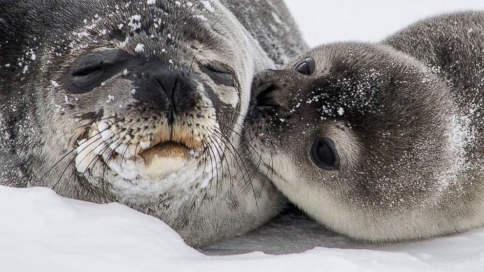 Weddell seal (Leptonychotes weddellii) adaptations & facts