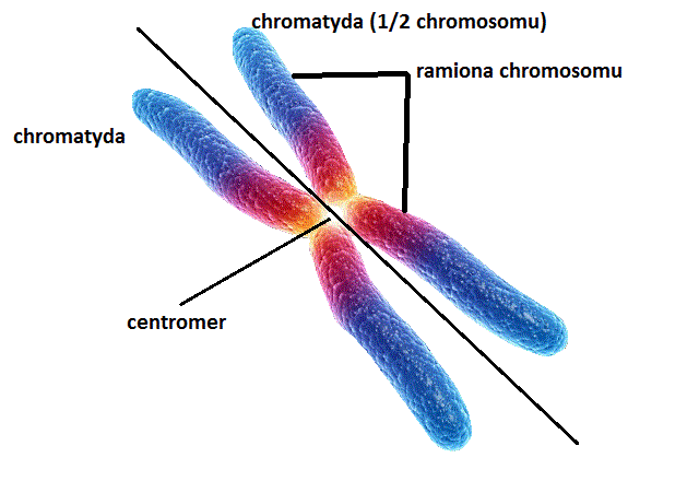 Wyjaśnij Dlaczego Dna Przed Podziałem Przyjmuje Postać Chromosomów I.2. GENETYKA - NOŚNIK INFORMACJI GENETYCZNEJ - DNA, klasa VIII
