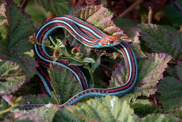 Thamnophis sirtalis tetrataenia - San Francisco Gartersnake