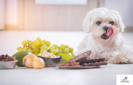  Maltese dogs' diet