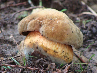 Suillellus luridus DSC43202