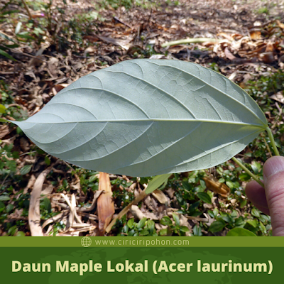 Bagian Belakang Daun Maple Lokal (Acer laurinum)