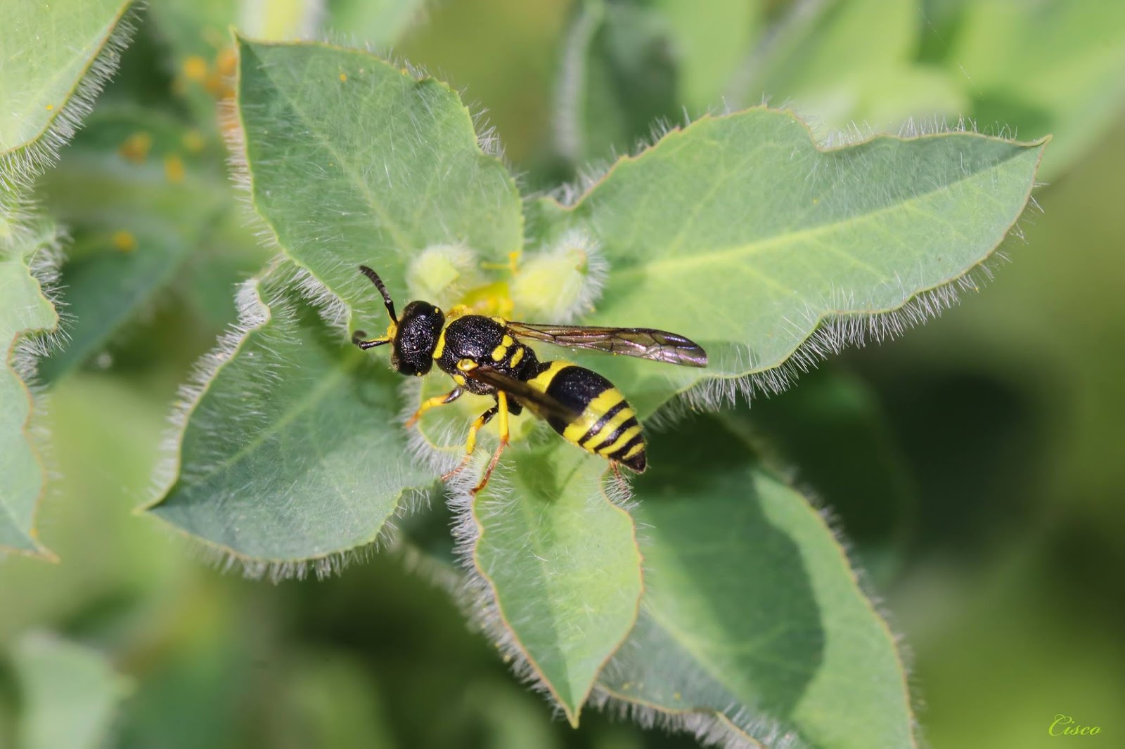 Cuaderno de campo. Naturaleza de Canarias Ancistrocerus gazella