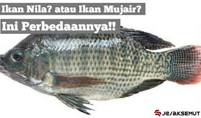 perbedaan ikan nila dan ikan mujair