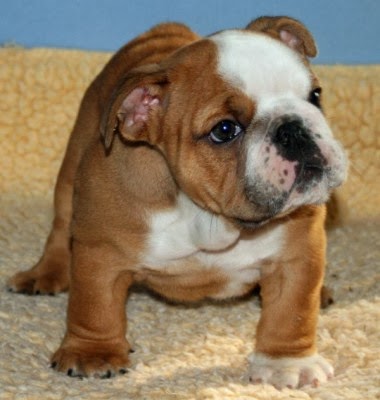 Dog Breeders Showcase: English Bulldog Puppies For Sale by Breeders in ...
