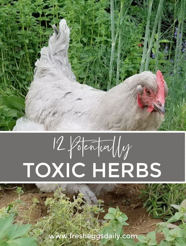 12 Potentially Harmful or Toxic Herbs to Avoid in Chicken Keeping