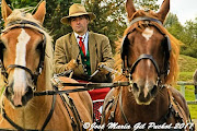 . un beau cheval de trait breton conduit par son propriétaire sur la cour . (cheval breton)