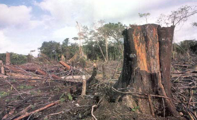 Pengertian Hutan Hujan Tropis Pengertian Hutan Hujan Tropis