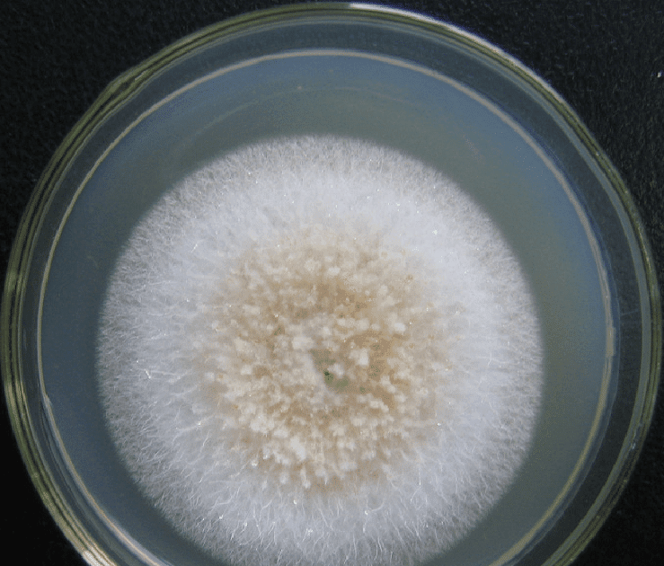 The Ultimate Guide To Types Of Indoor Molds And Their Potential Health