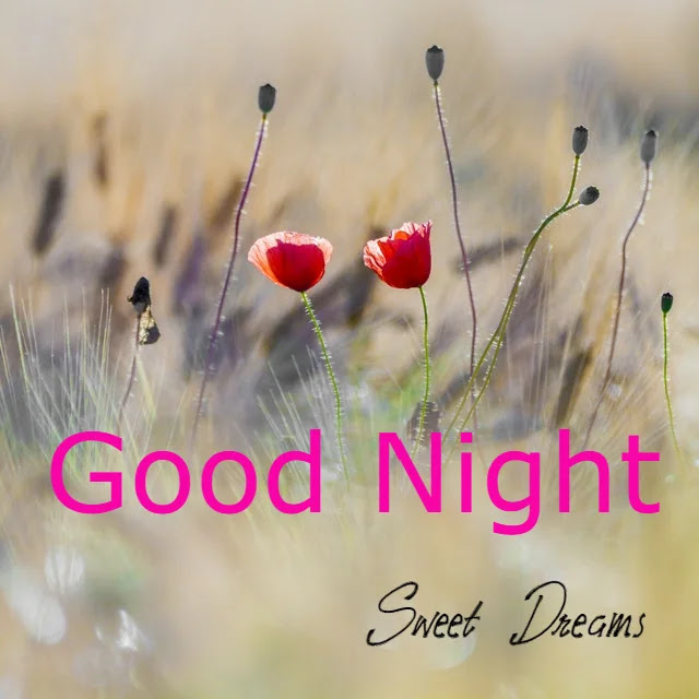 Good Night HD Images Good Night HD Images