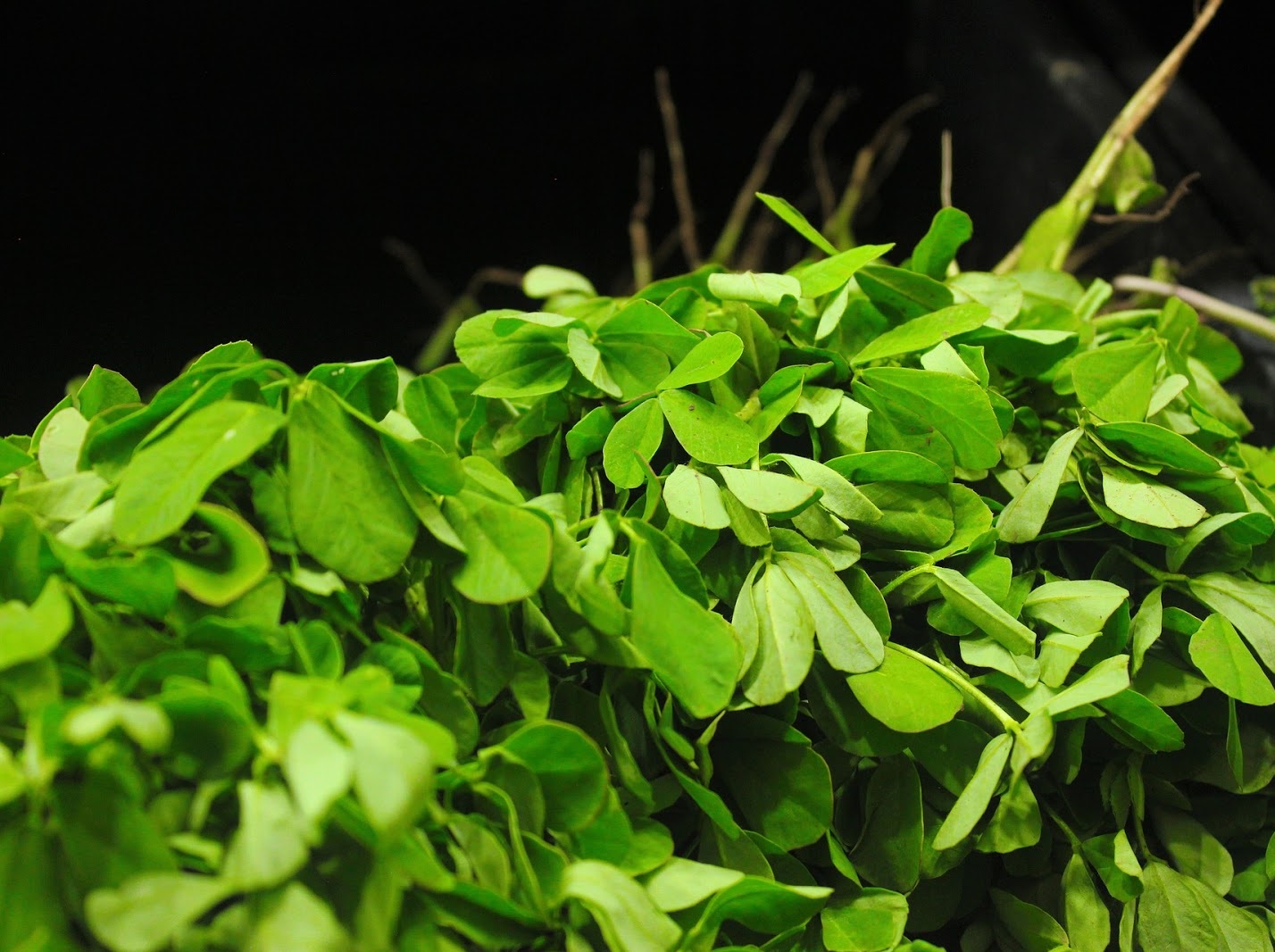 How to grow Fenugreek at home