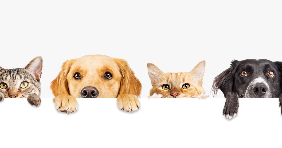Pets stock photos and royalty free images