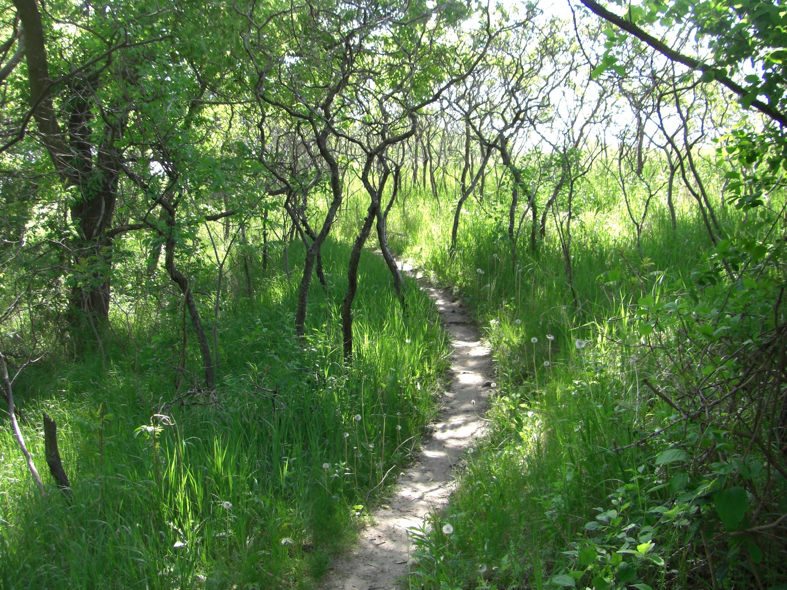 mn-bike-trail-navigator-red-wing-s-memorial-park-mountain-bike-trails