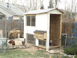 coop chicken then re nesting entrance drop box